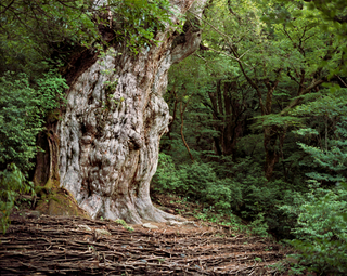 Illustration for article titled The Oldest Living Things in the World